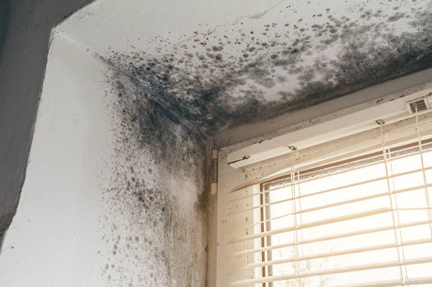 Affordable Crawl Space Mold Remediation solutions in Pierce, CO